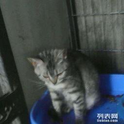 猫咪短视频成人版官网,探索萌宠世界的激情瞬间