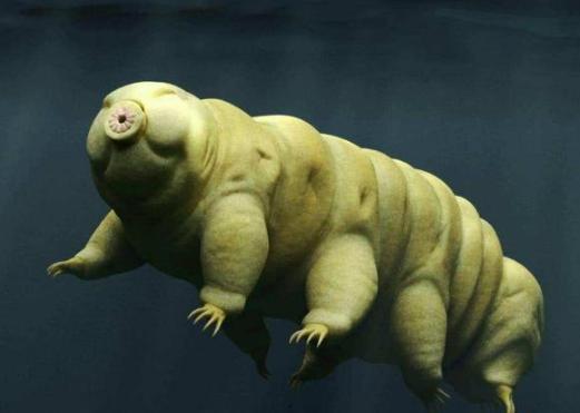 水熊虫变成人所有视频,揭秘生物进化奥秘的奇幻之旅