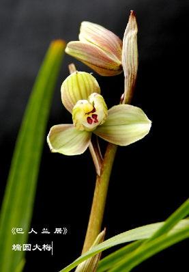 兰花视频成人影视网,揭秘成人影视网的秘密世界